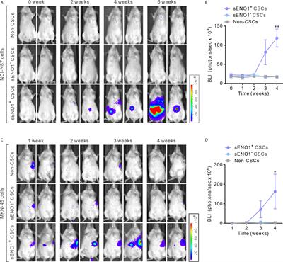 Corrigendum: A Novel Invadopodia-Specific Marker for Invasive and Pro-Metastatic Cancer Stem Cells